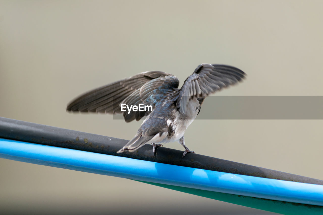 CLOSE-UP OF BIRD PERCHING ON METAL