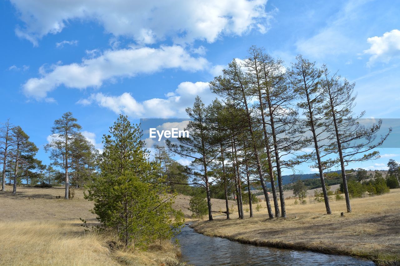 SCENIC VIEW OF TREE AGAINST SKY