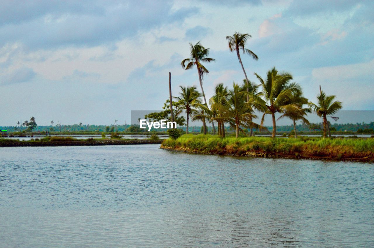 SCENIC VIEW OF PALM TREES ON LAND AGAINST SKY