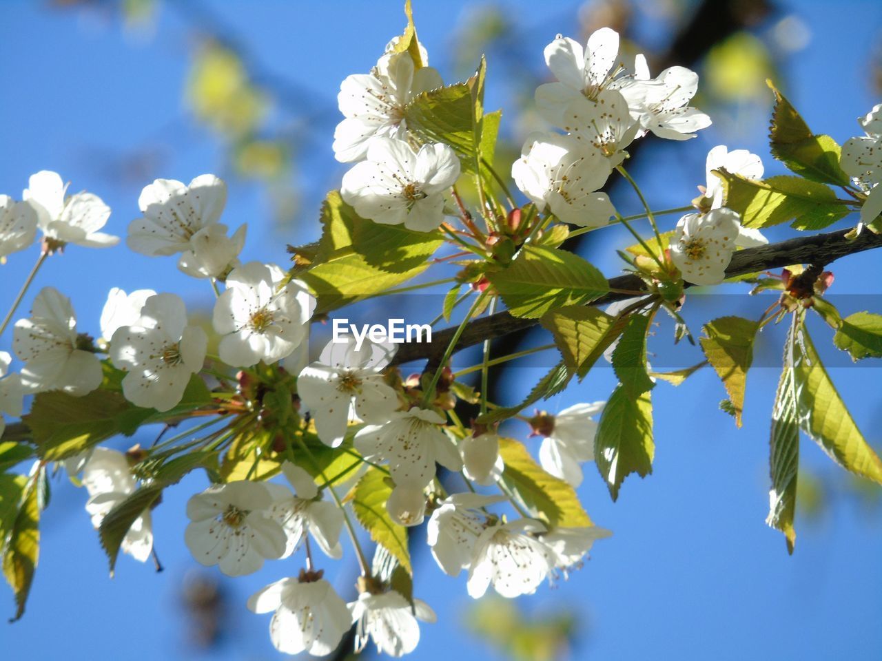 CLOSE-UP OF FRESH WHITE FLOWERS BLOOMING ON TREE AGAINST SKY
