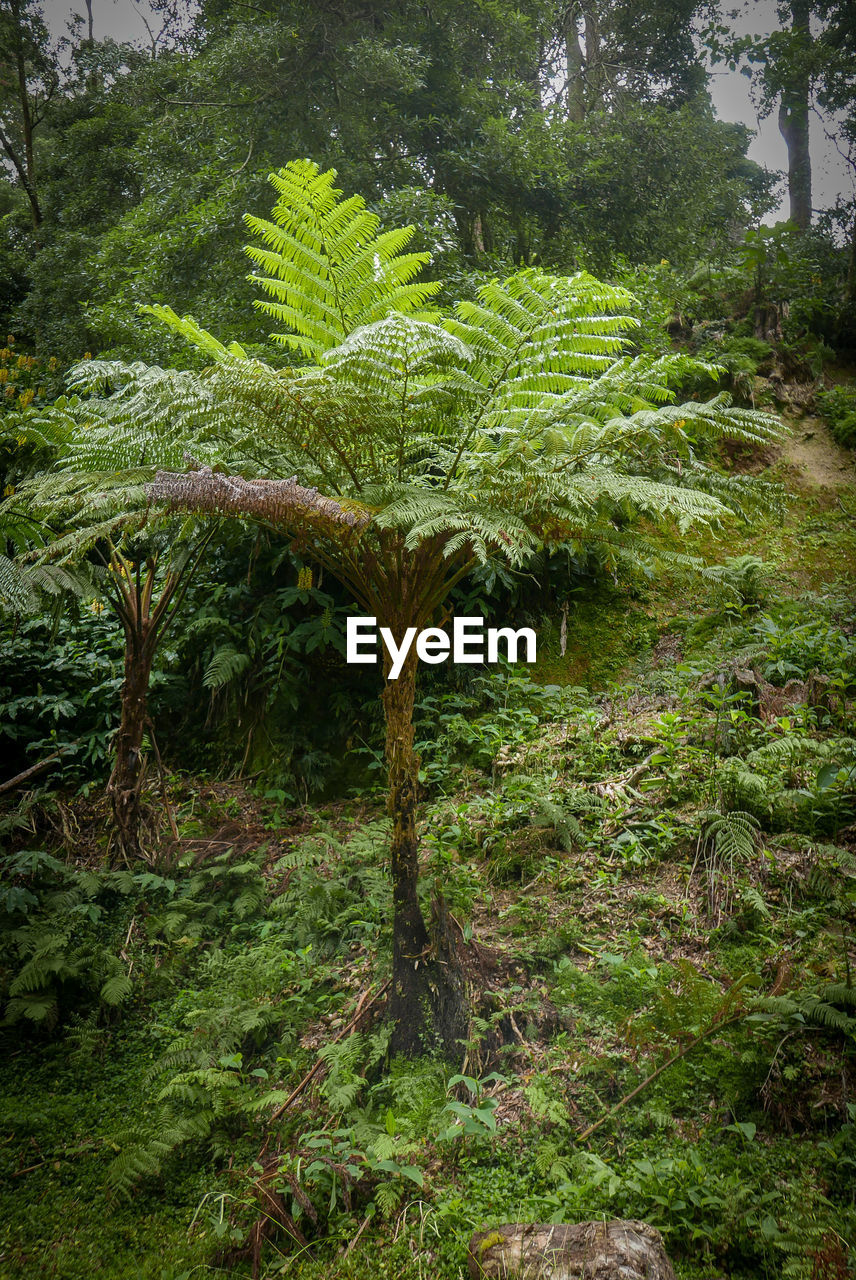 PLANTS GROWING ON LAND