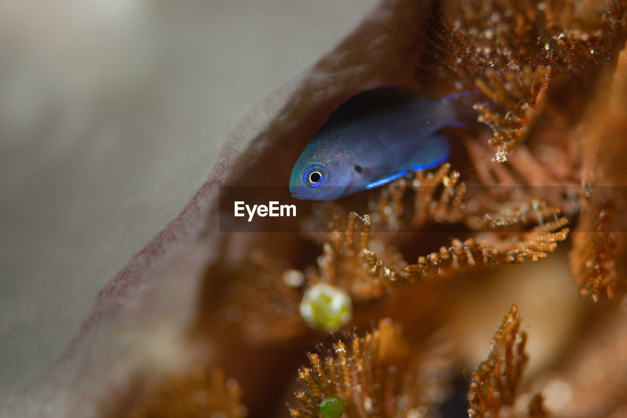 Close-up of fish underwater