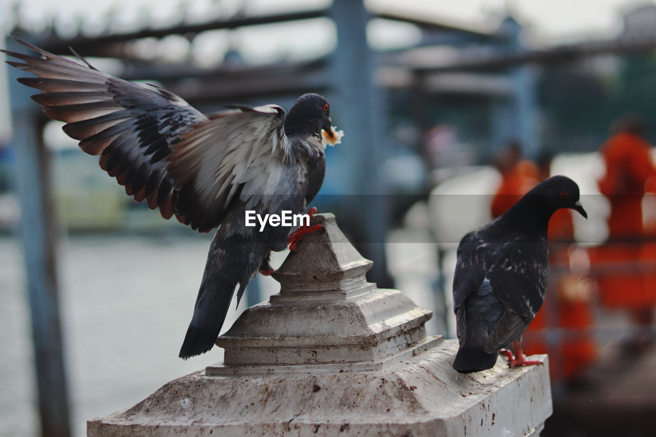 PIGEONS PERCHING ON A WALL