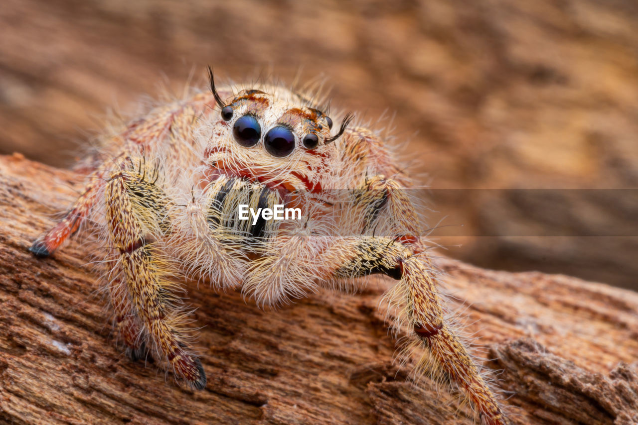close-up of spider on tree trunk