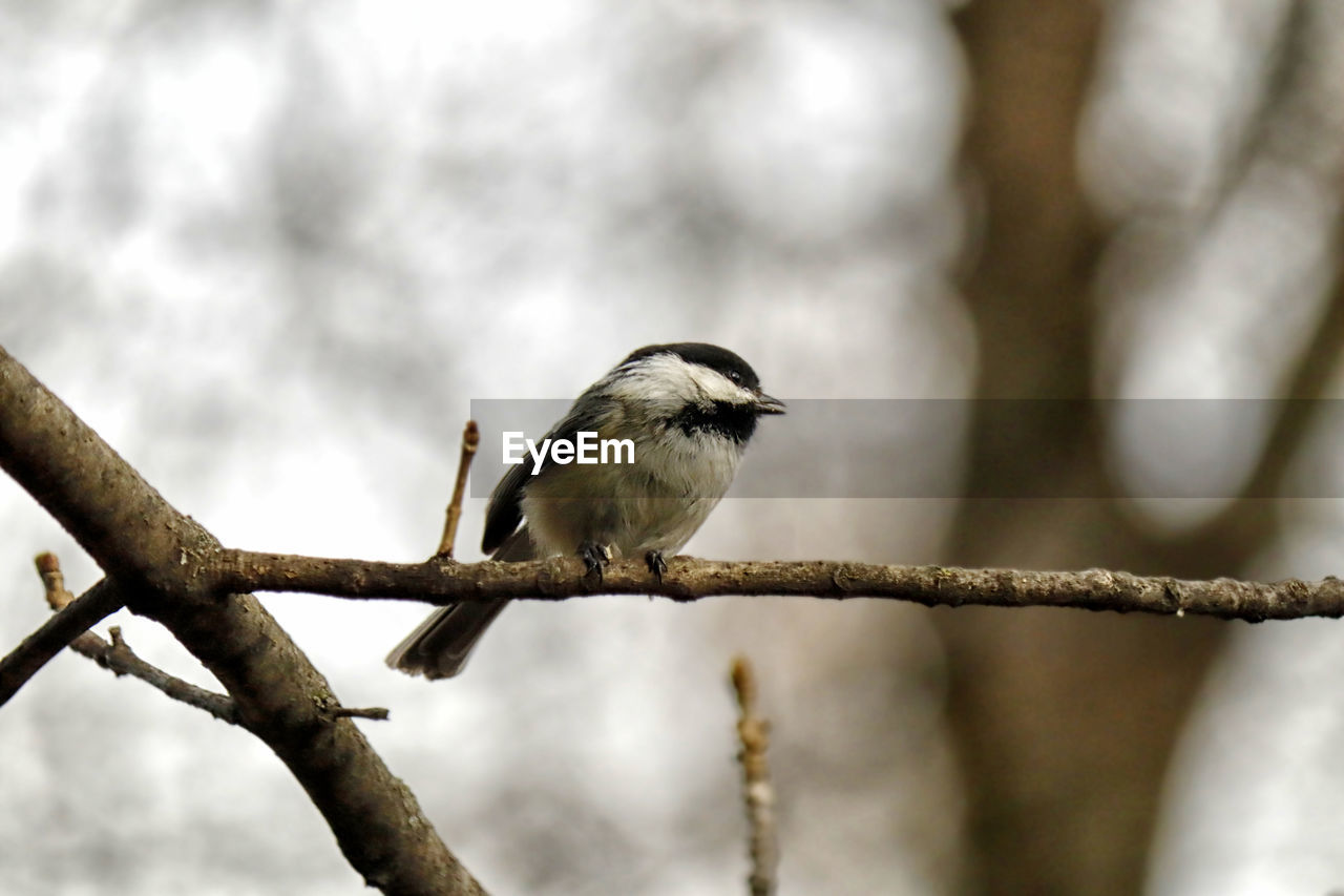 Low angle view of bird perching on branch