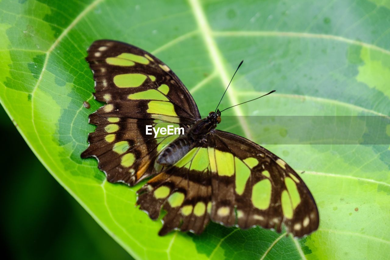 Close-up of butterfly on leaf