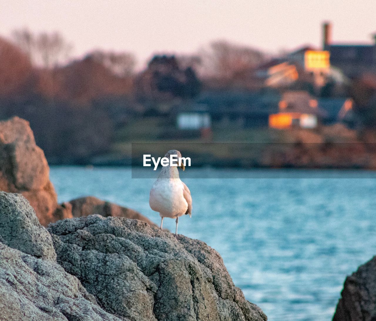 Seagull perching on rock