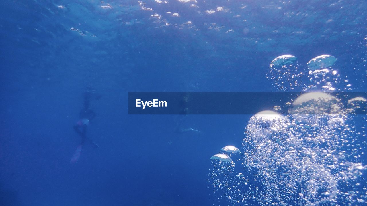 VIEW OF JELLYFISH SWIMMING IN SEA