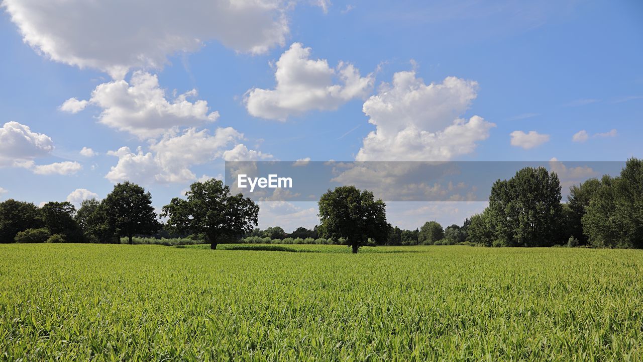 SCENIC VIEW OF FARMS AGAINST SKY