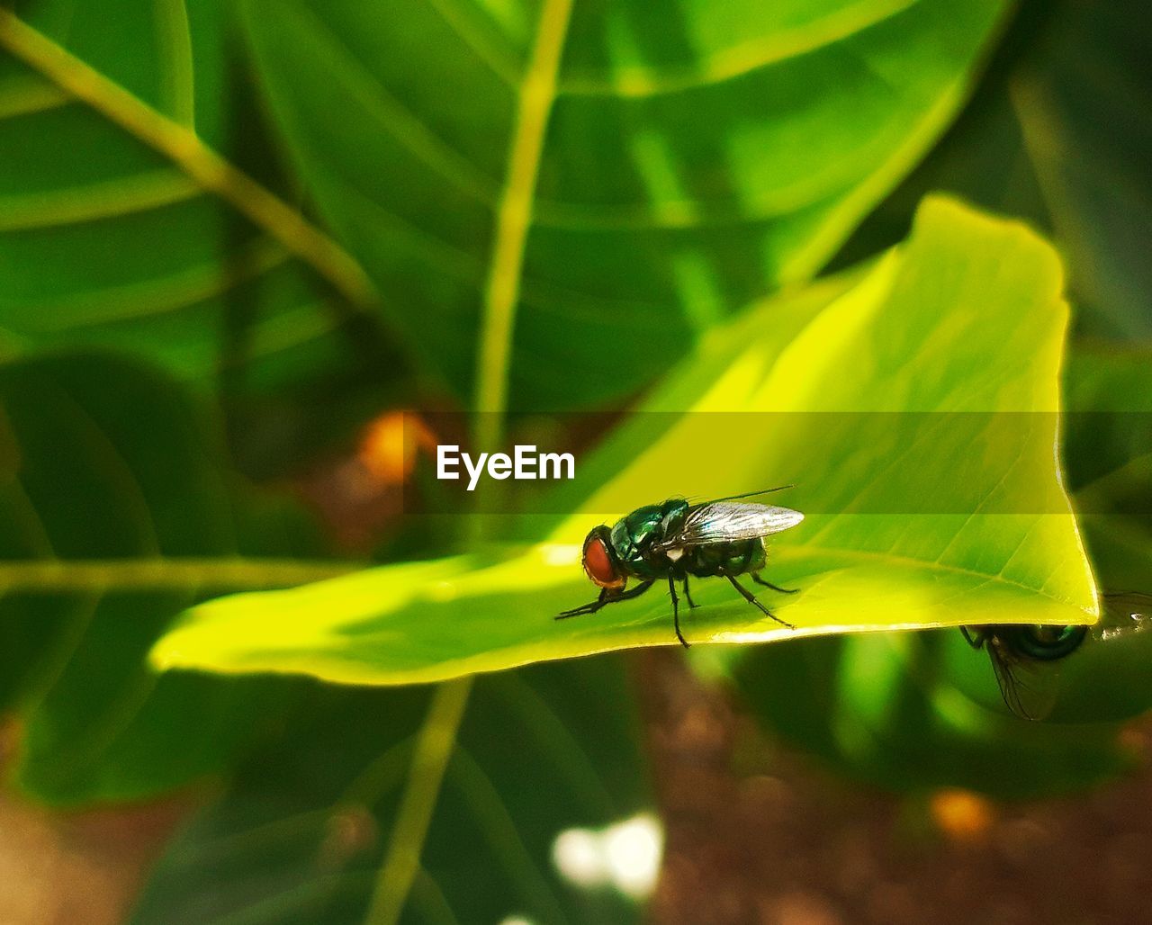 close-up of insect on plant