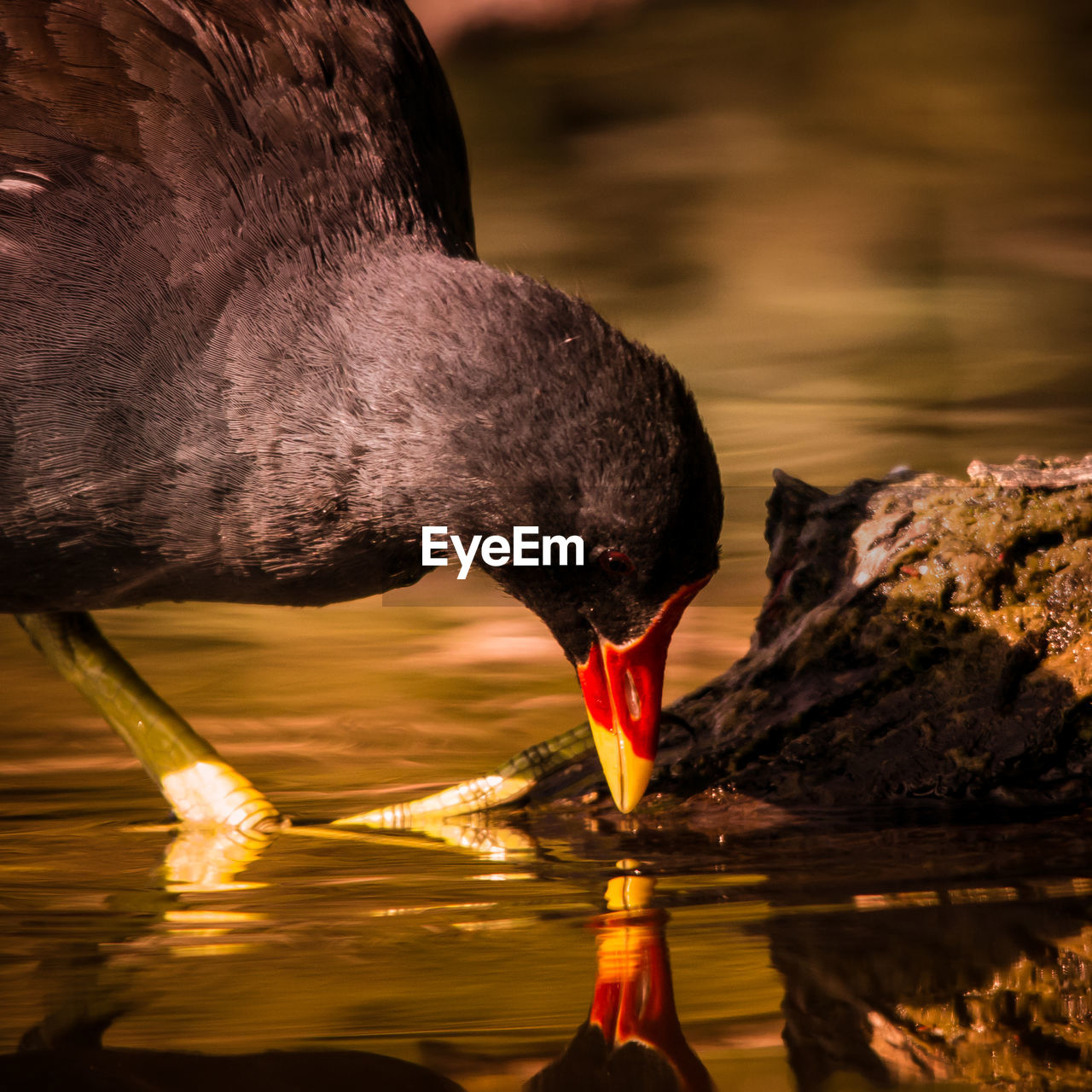 Close-up of moorhen foraging in lake