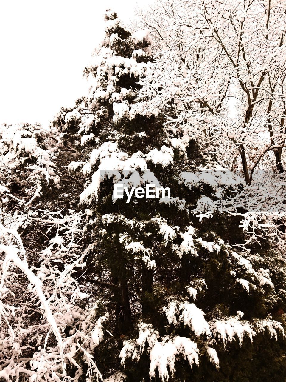 CLOSE-UP OF TREE IN SNOW