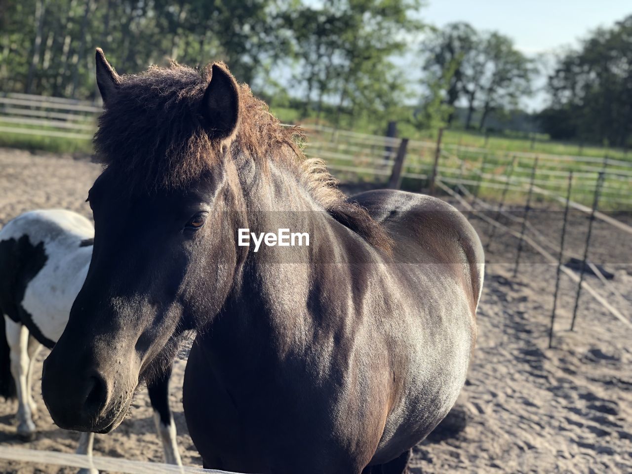 HORSE IN A FIELD