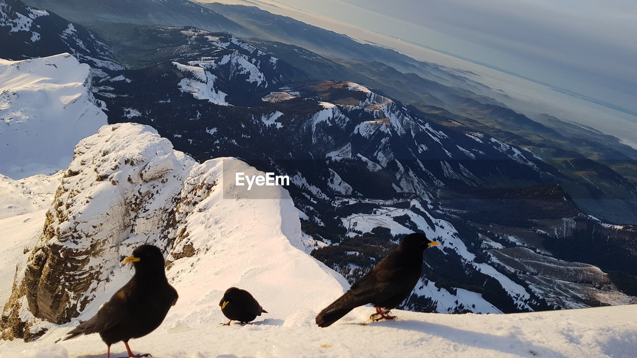 Flock of birds on snow covered mountain against sky