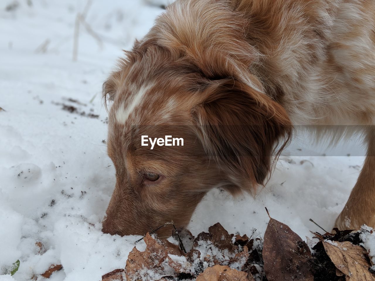 HIGH ANGLE VIEW OF A DOG ON SNOW FIELD