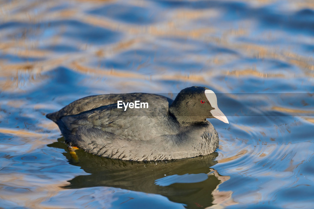 Eurasian or australian coot, fulica atra. coot floating on blue water, close up.