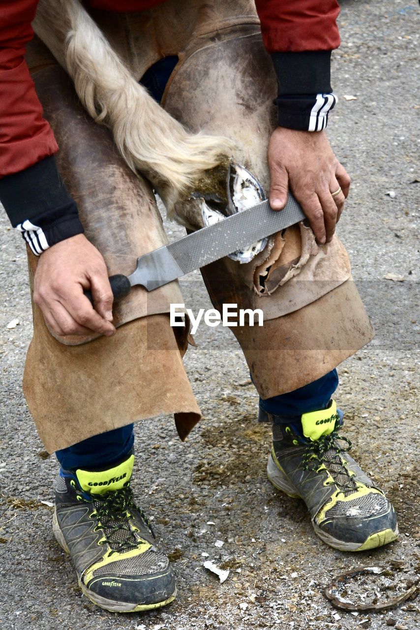 Farrier cleaning the horse hoof before putting another shoe. traditional job  in camargue, france.