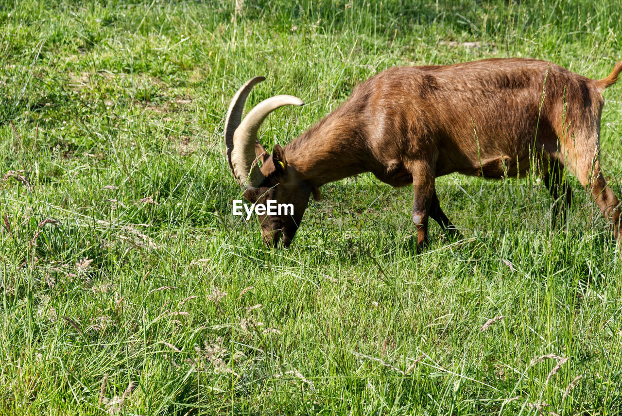 A chamois goat from the alps eats in a meadow