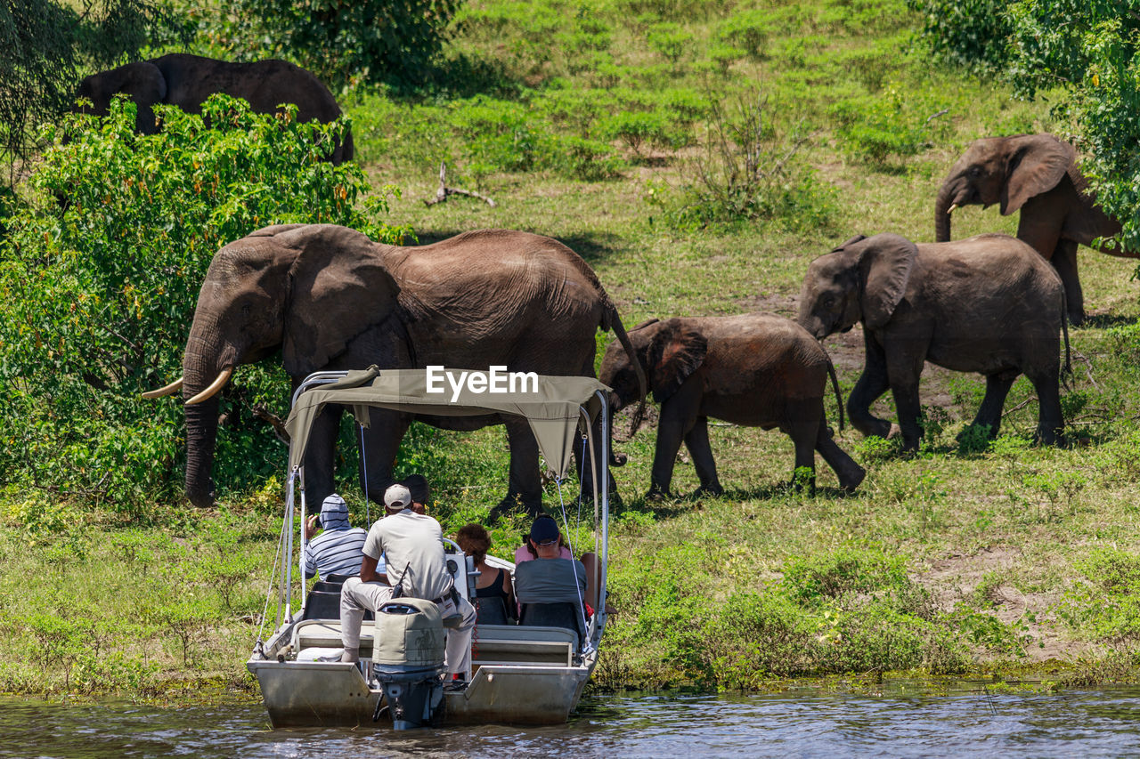 Elephants walking past a safari boat in the chobe national park in botswana