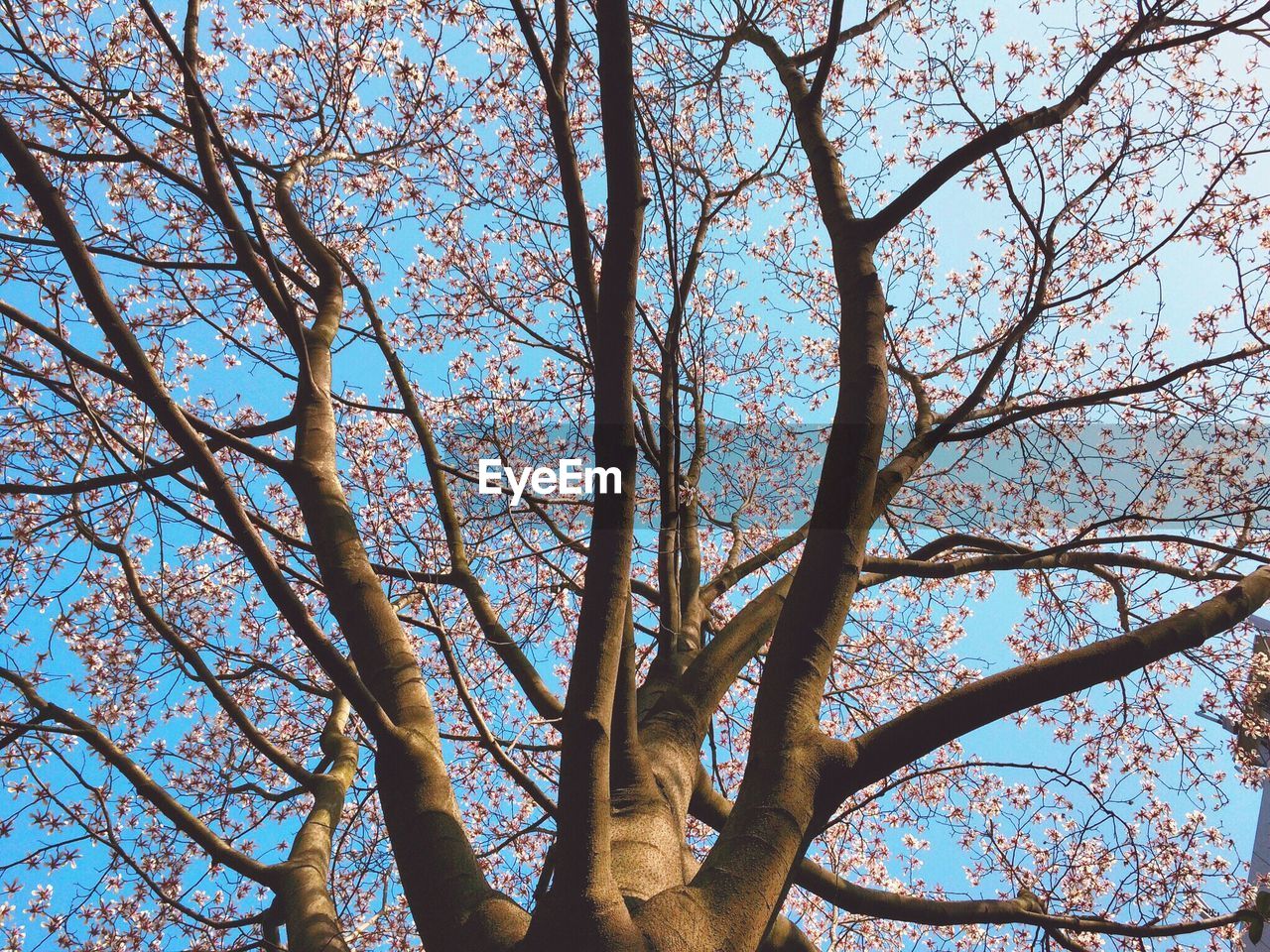 Low angle view of flowering tree against sky