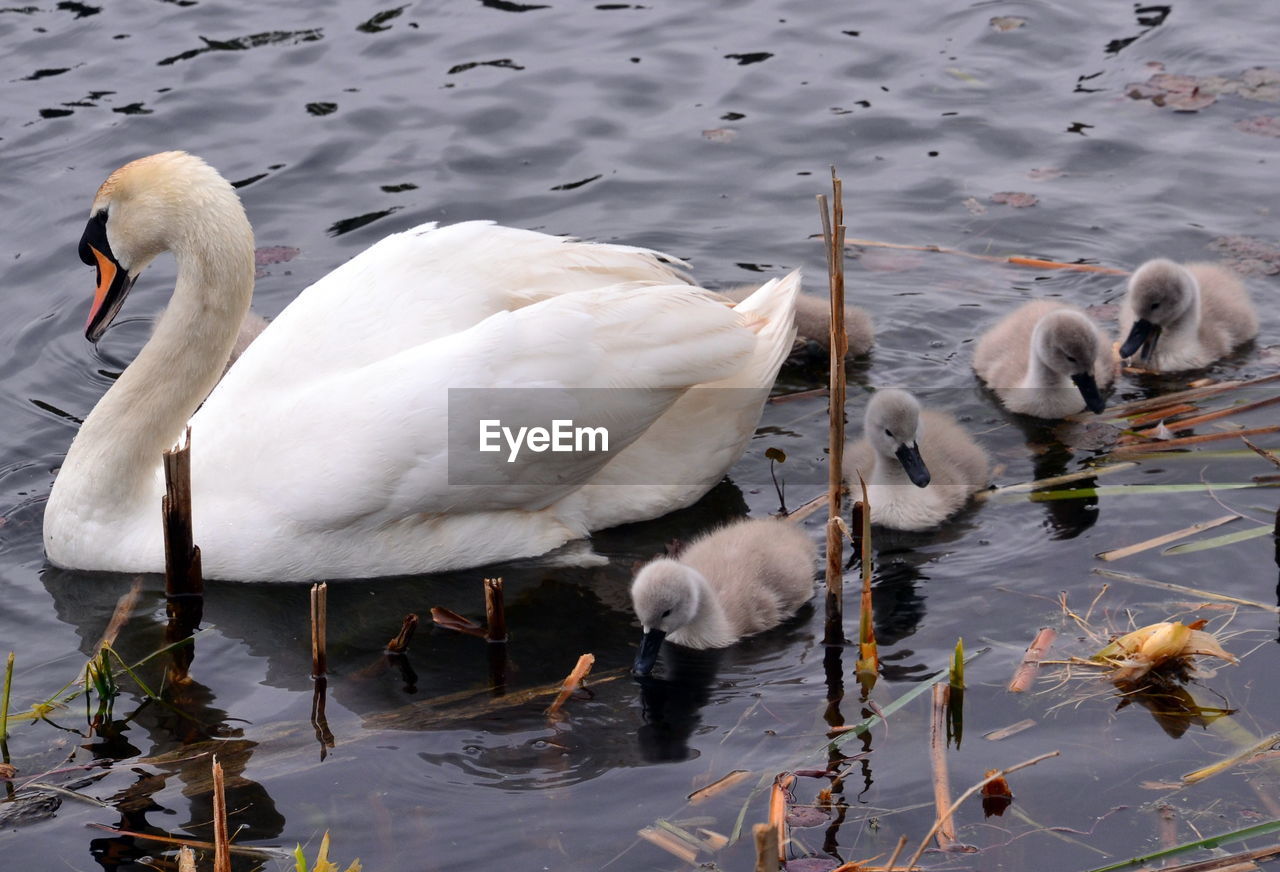 Swan and cygnets at ulverston, uk