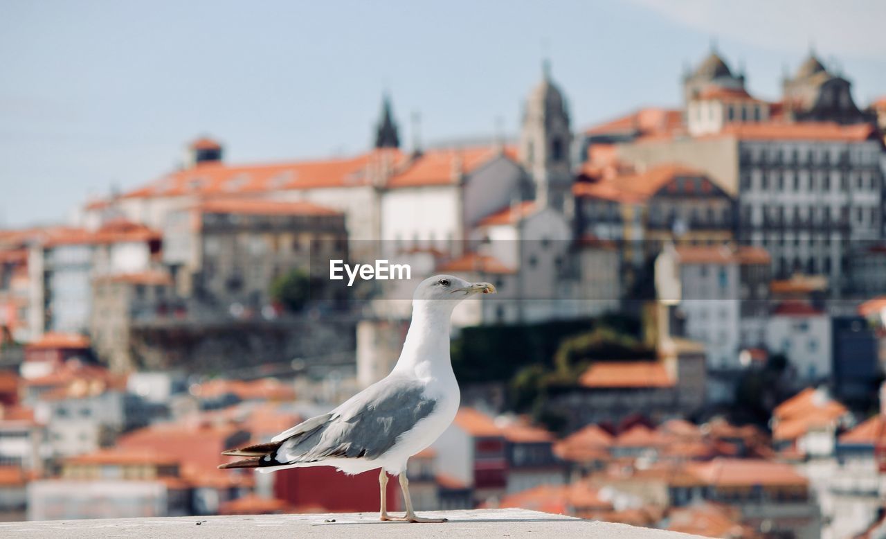 Seagull perching on a building