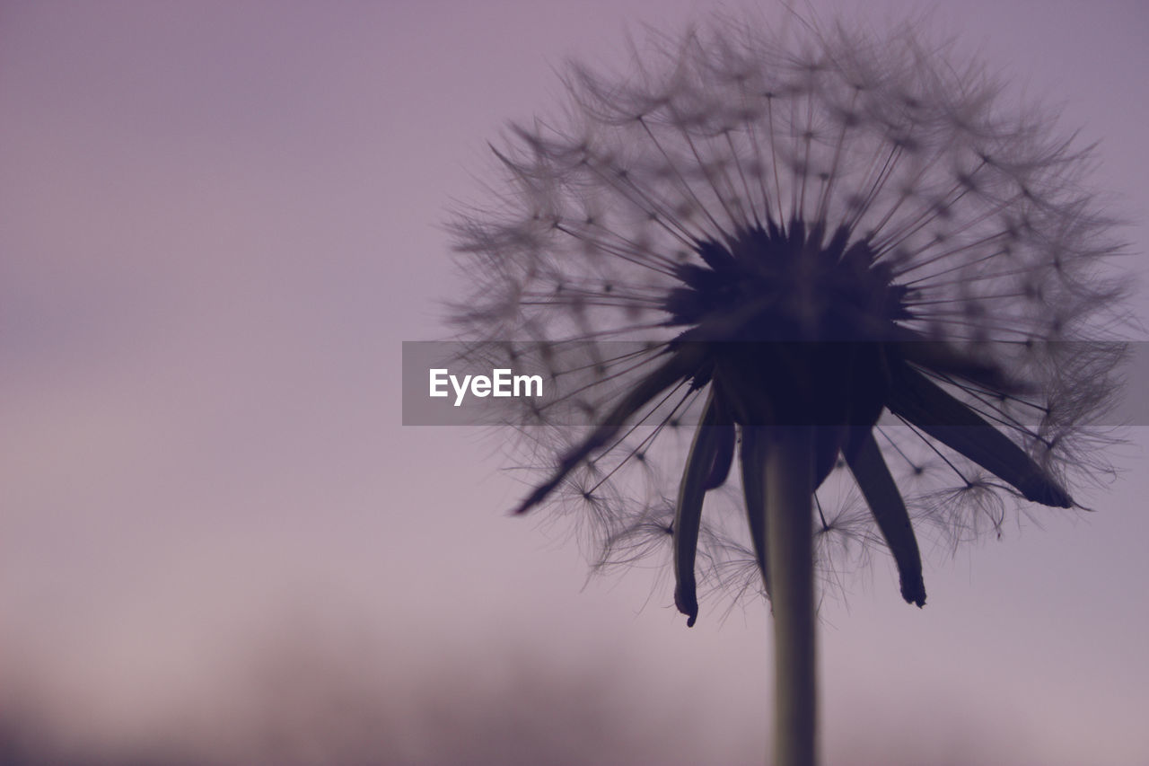 CLOSE-UP OF THISTLE AGAINST BLUE SKY