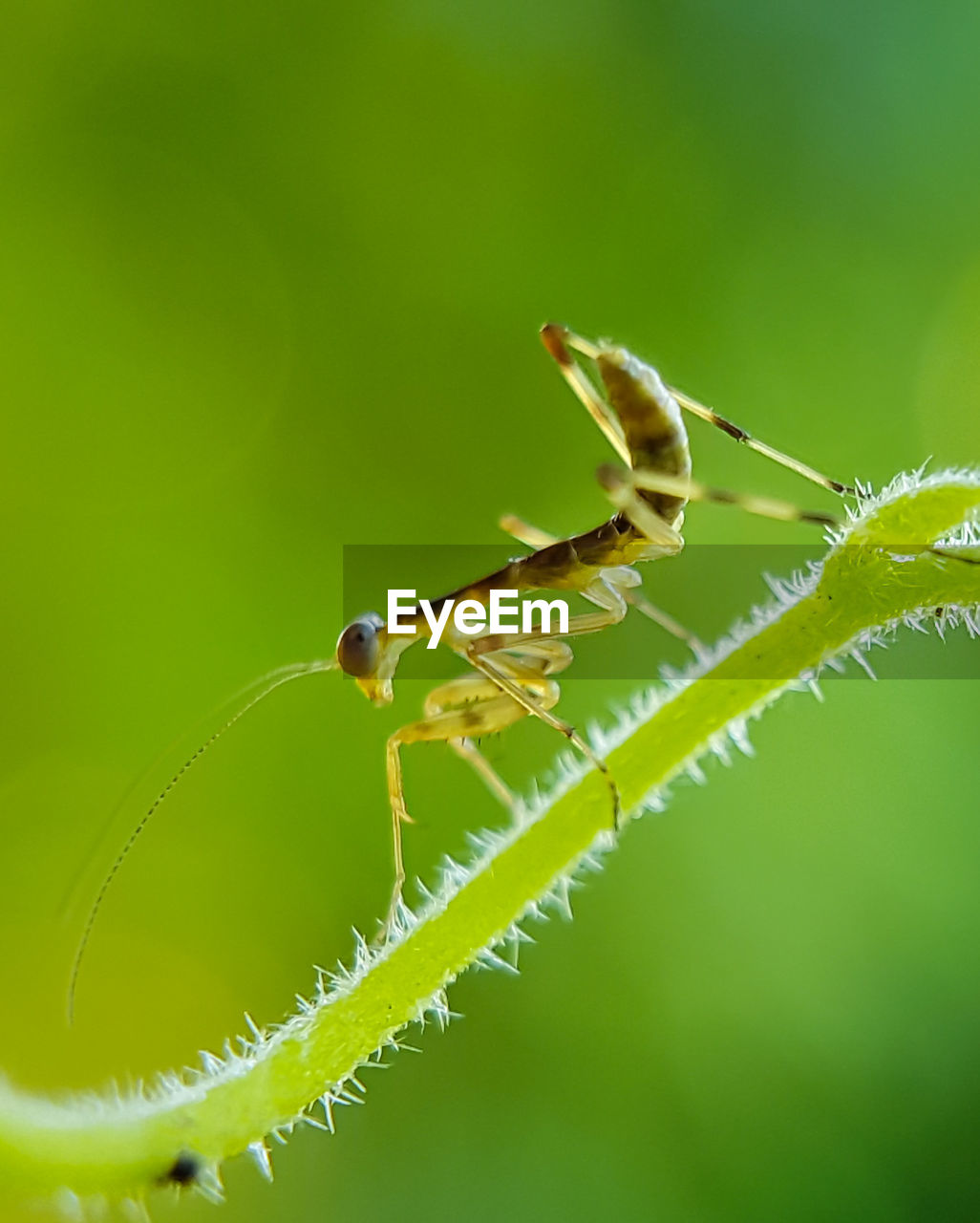 A mantis stands on top of a plant