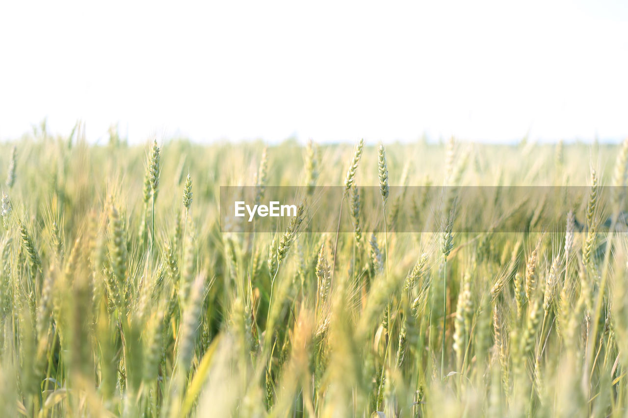 View of wheat field against clear sky