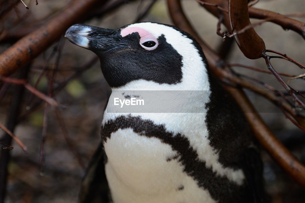 Penguin colony - boulder's beach - south africa
