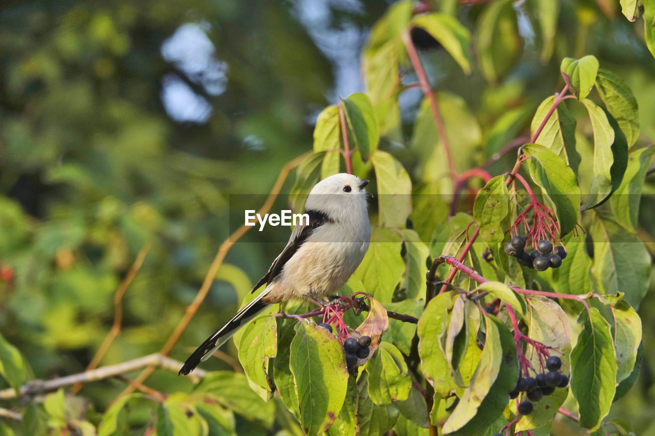 Close-up of long-tailed tit on tree with blue berriesand leaves