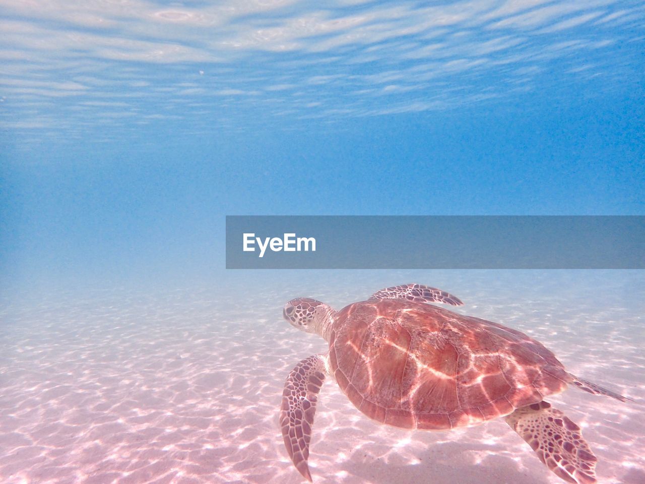 High angel view of turtle swimming in undersea