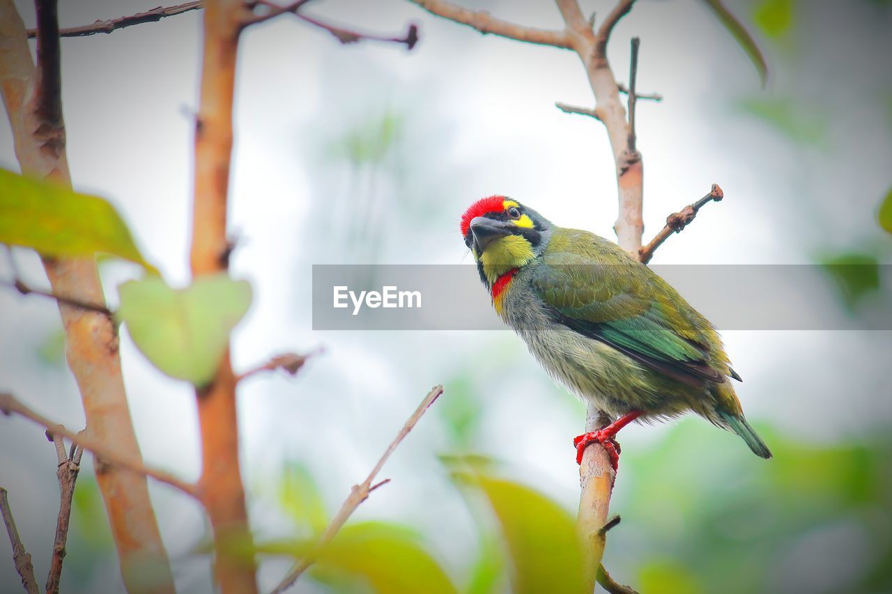 Beautiful breeding plumage male coppersmith barbet or crimson breasted barbet perching on a branch