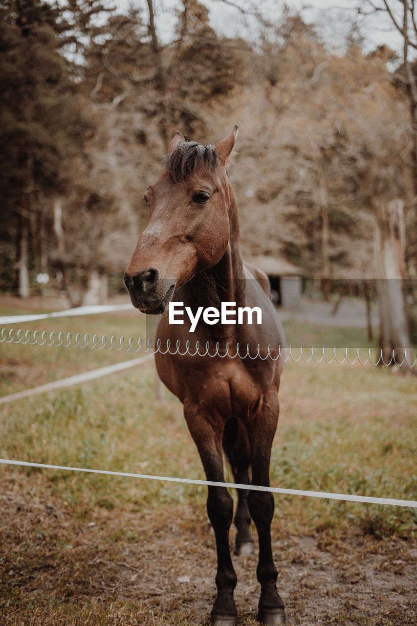 HORSE STANDING ON FIELD AGAINST TREES