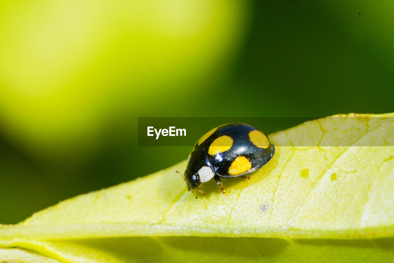 Close-up of insect on leaf