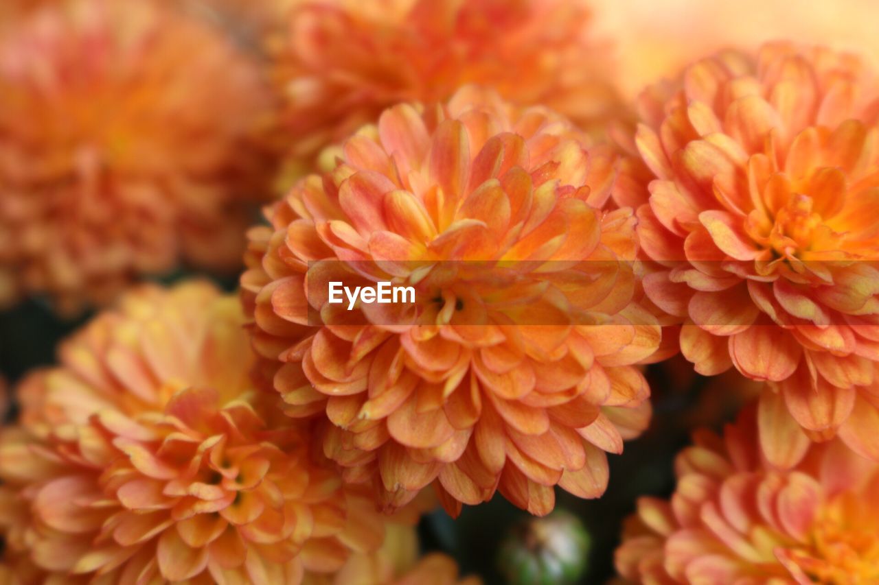 Close-up of orange flowers blooming outdoors