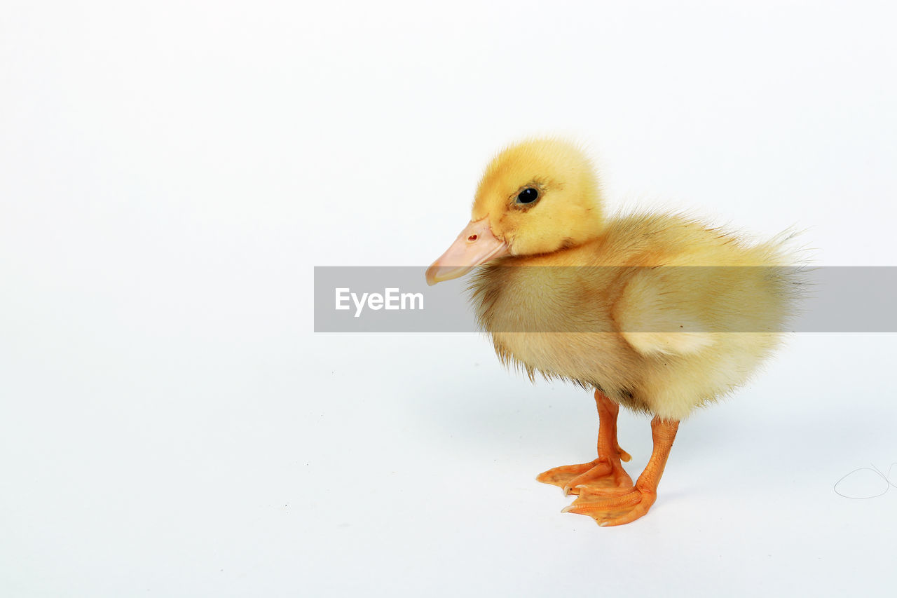 Baby duck on white background 