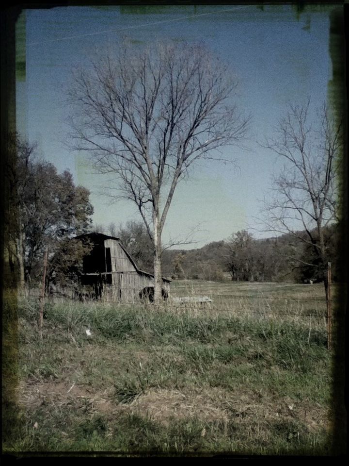 BARE TREES ON LANDSCAPE