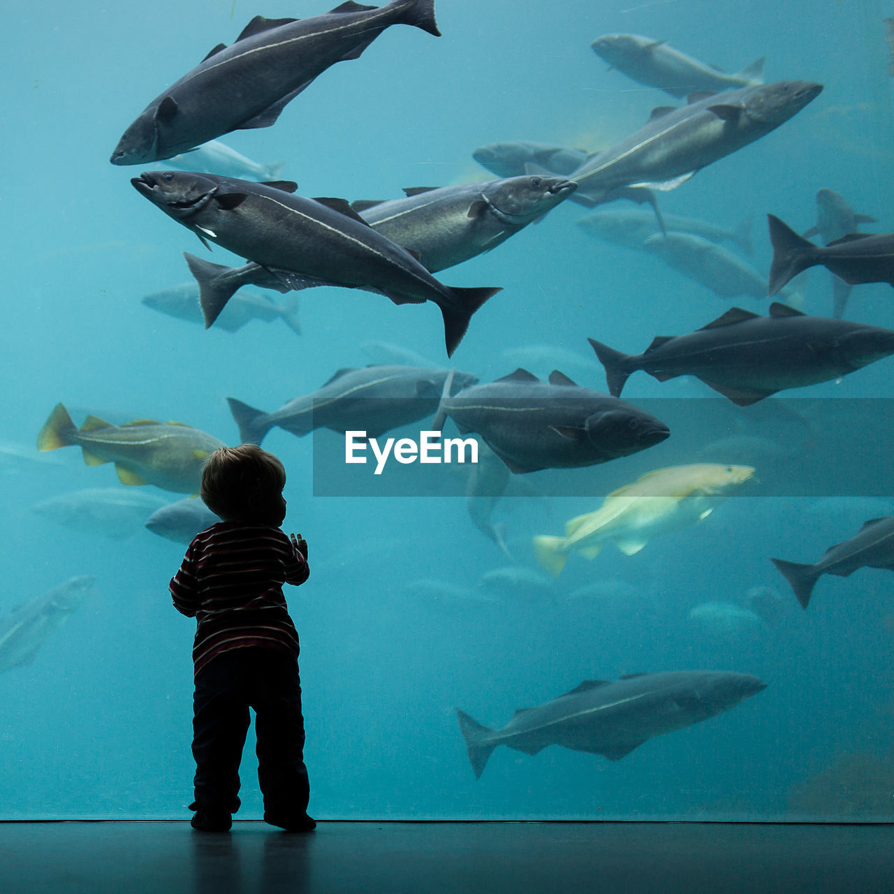 Rear view of boy standing by fish swimming in aquarium