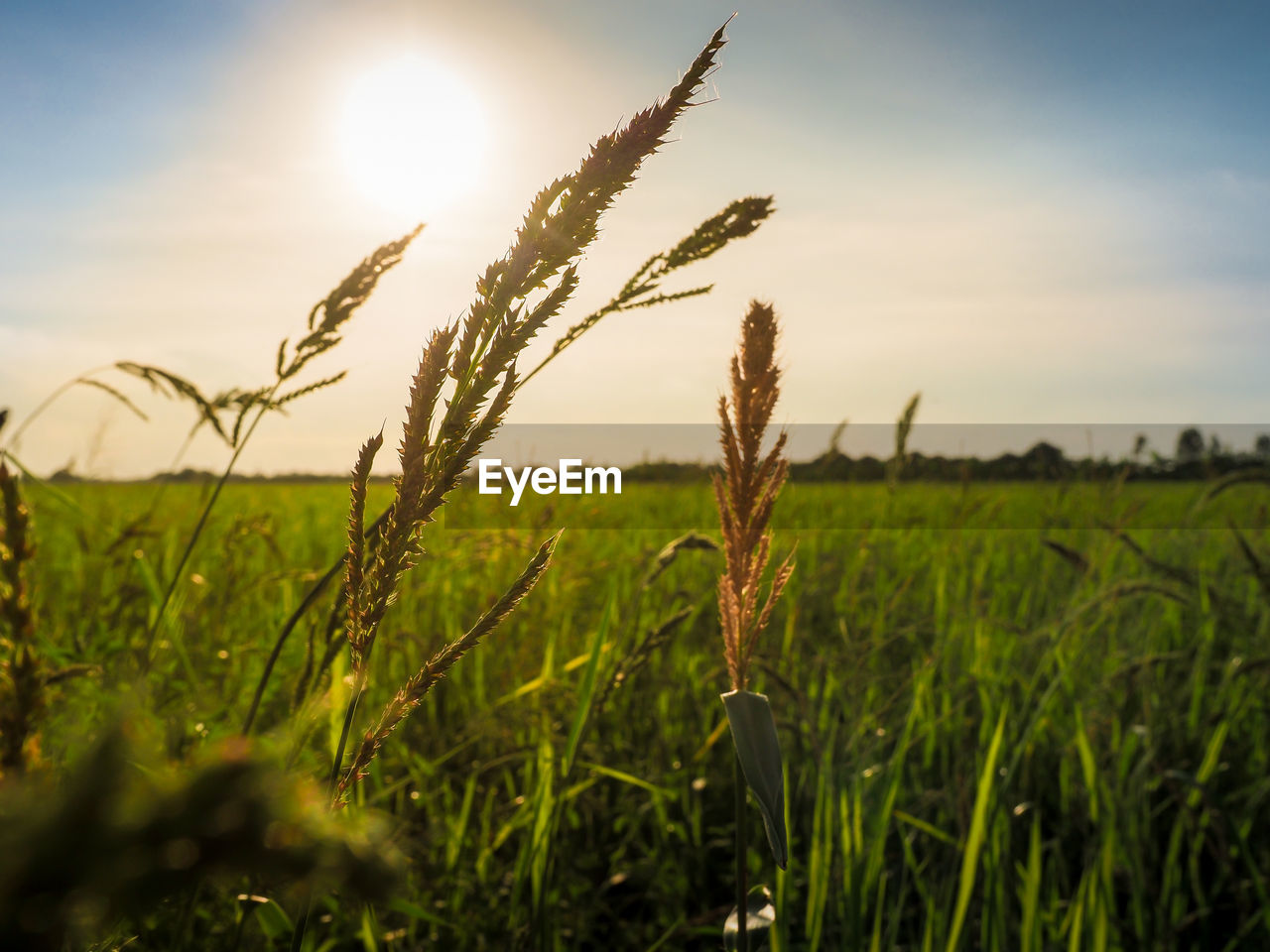 CLOSE-UP OF STALKS IN FIELD AGAINST SKY