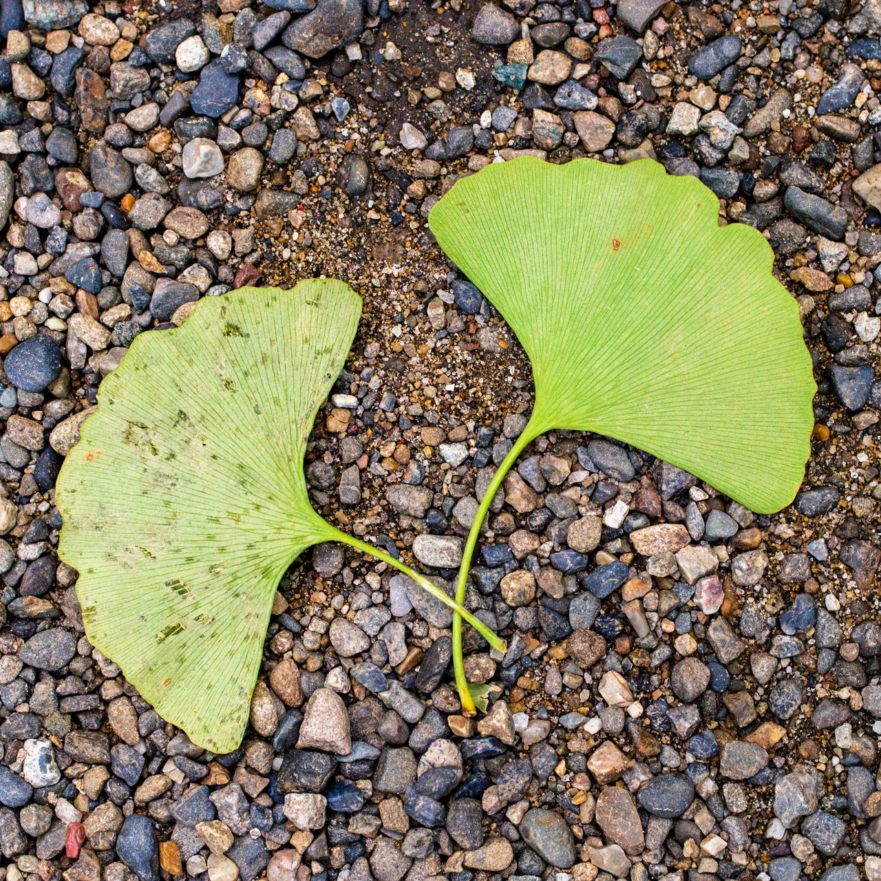 High angle view of green gingko leaves on gravel