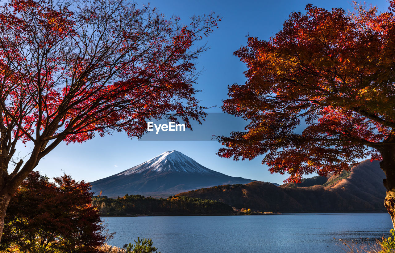 View of trees with lake in background