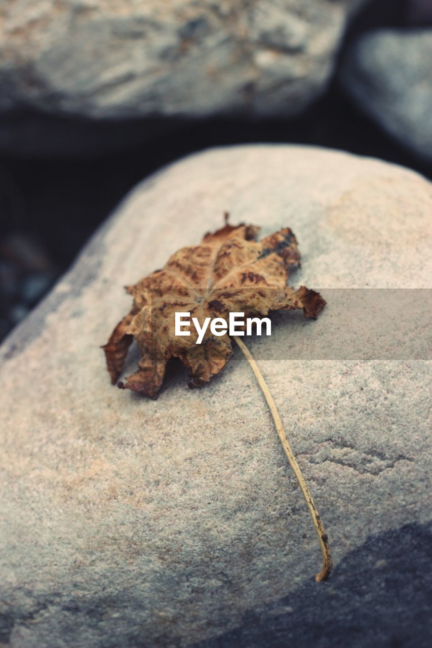 CLOSE-UP OF TURTLE ON ROCK