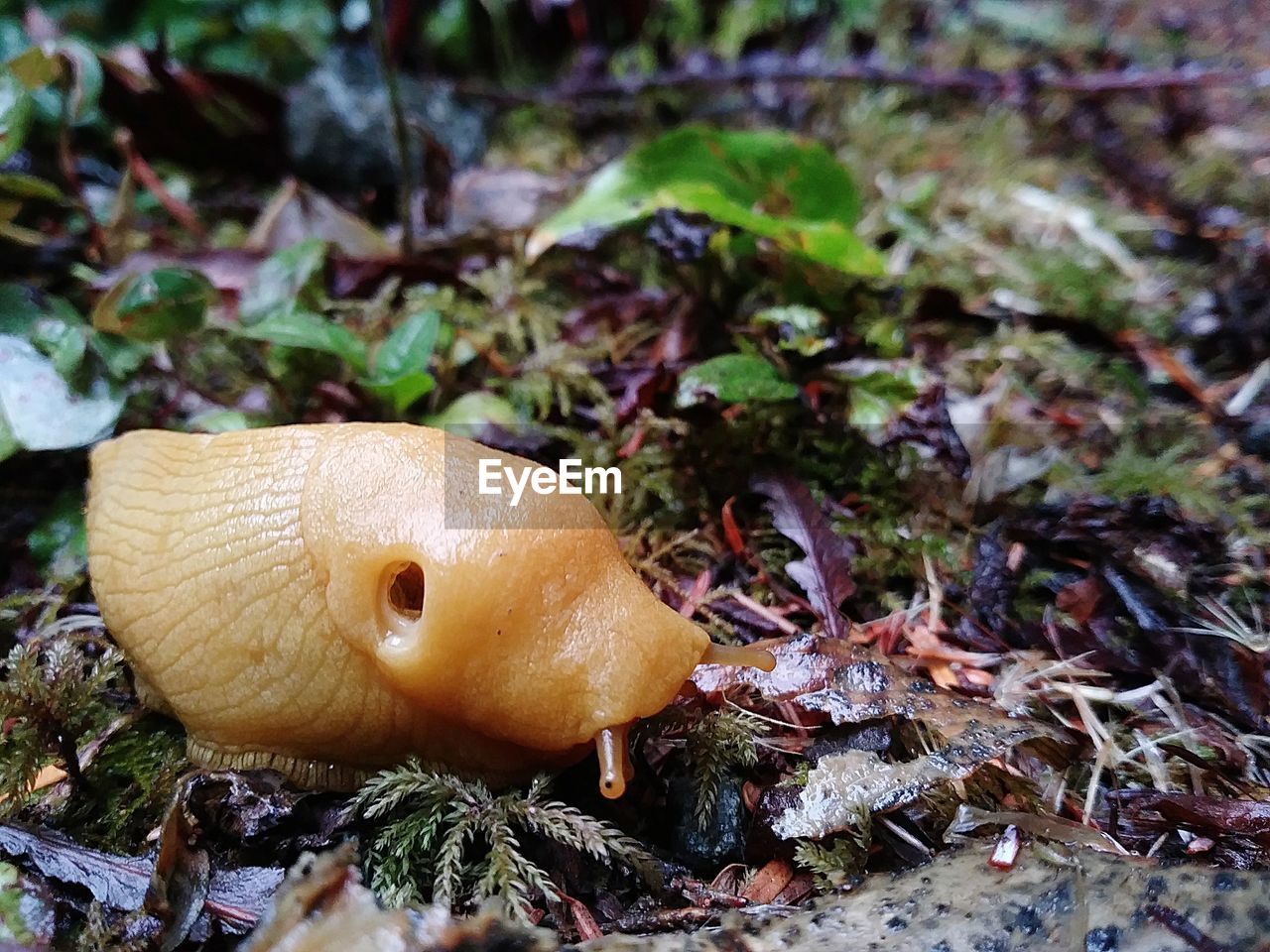 CLOSE-UP OF MUSHROOMS