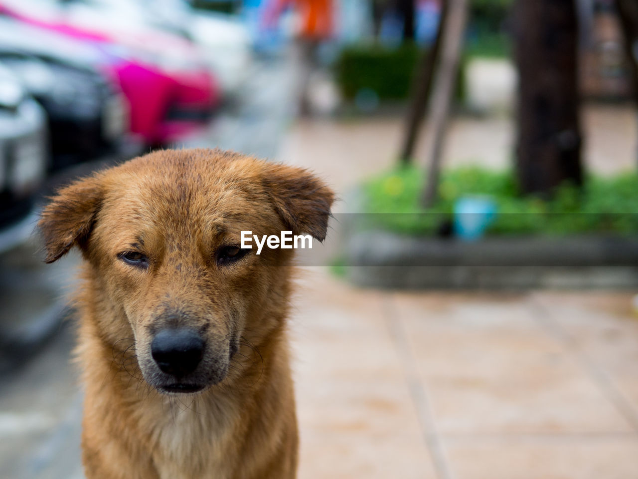 PORTRAIT OF DOG