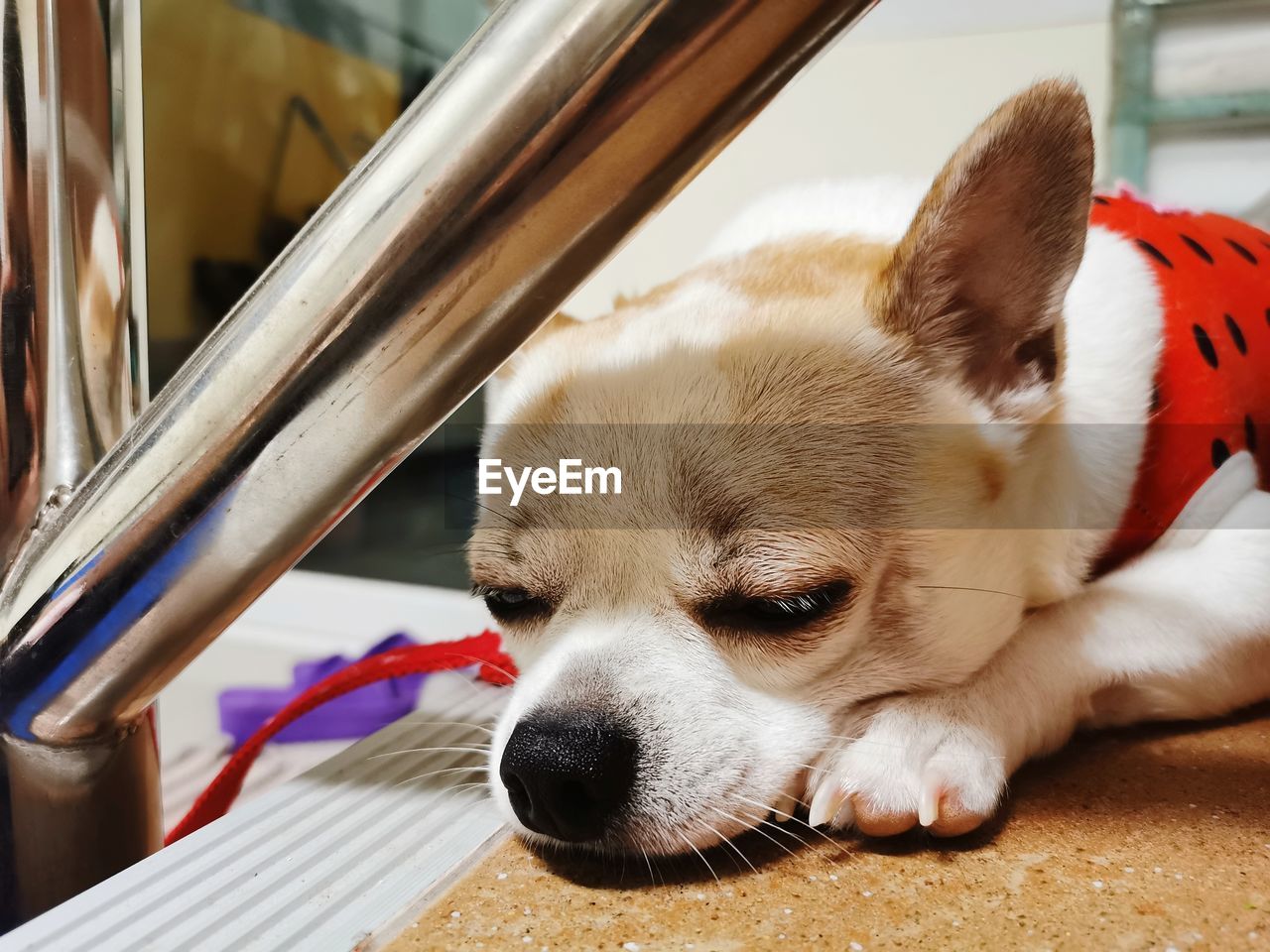 CLOSE-UP OF A DOG LYING DOWN