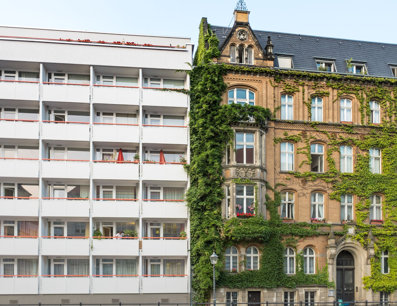 Ivy growing on building in city