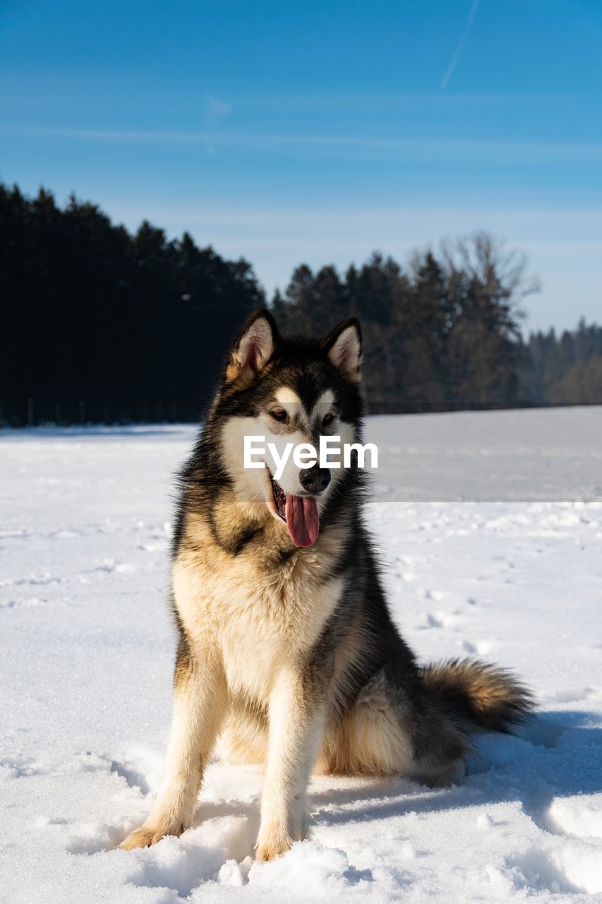 Alaskan malamute on snow