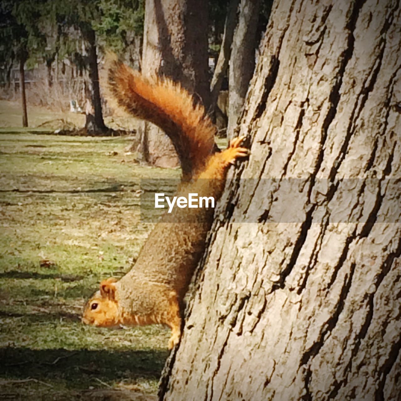 VIEW OF AN ANIMAL ON TREE TRUNK