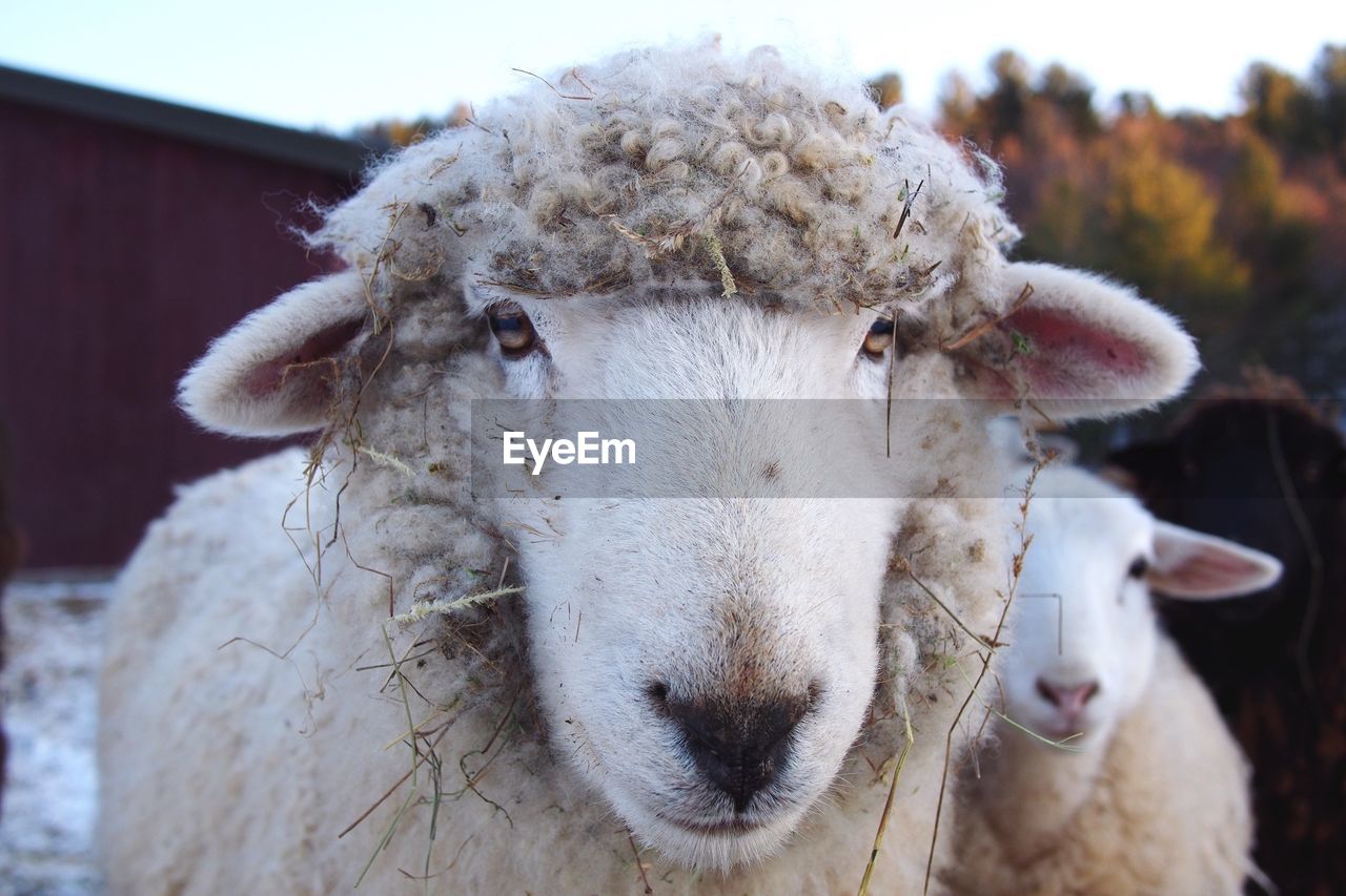 Close-up portrait of messy sheep